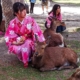 Nara Park