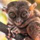 Tarsier